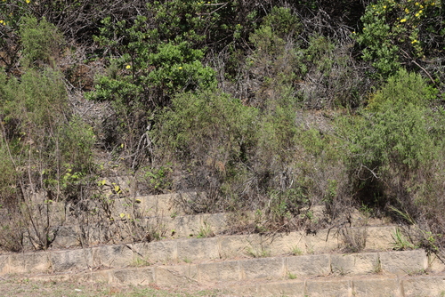 Image of Passerina falcifolia by (c) Tony Rebelo, some rights reserved (CC BY-SA)