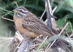 Emberiza tahapisi nivenorum