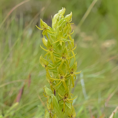 Habenaria lithophila