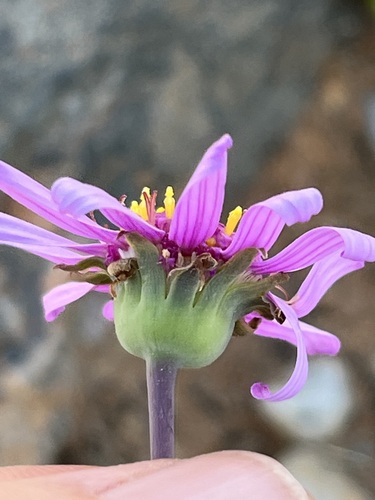 Image of Lilac Babooncabbage (Othonna lilacina) by (c) Charleen Brunke, some rights reserved (CC BY)