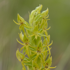 Habenaria lithophila