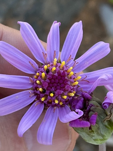 Image of Othonna lilacina by (c) Charleen Brunke, some rights reserved (CC BY)