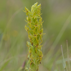 Habenaria lithophila