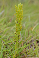 Habenaria lithophila