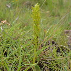 Habenaria lithophila