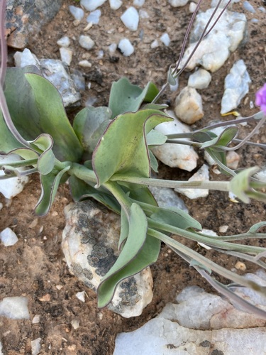 Image of Othonna lilacina by (c) Charleen Brunke, some rights reserved (CC BY)