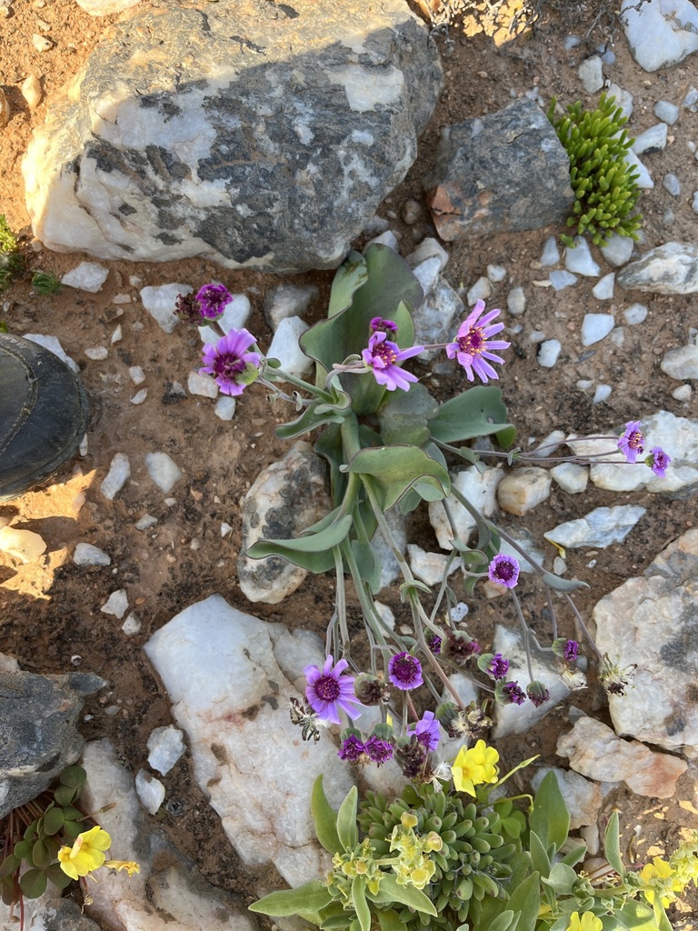 Othonna lilacina, Namakwa, ZA-NC, ZA