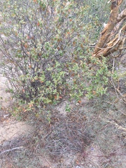 Croton sonorae