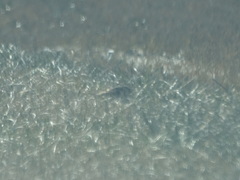 Passerculus sandwichensis