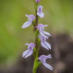 Brownleea recurvata