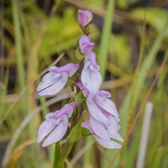 Brownleea recurvata