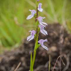 Brownleea recurvata