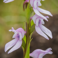 Brownleea recurvata