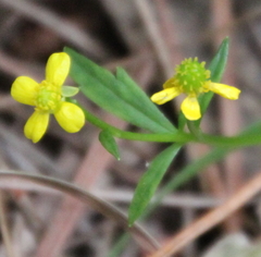 Ranunculus urvilleanus