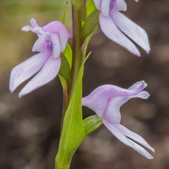 Brownleea recurvata