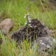 Brownleea recurvata