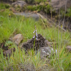 Brownleea recurvata