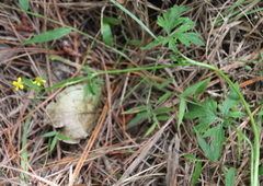 Ranunculus urvilleanus