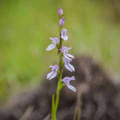 Brownleea recurvata