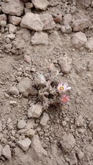 Oriastrum lycopodioides