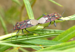 Spilostethus pandurus elegans