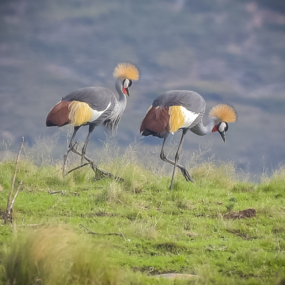 South African Crowned Crane In February 2019 By Brendan Cole · INaturalist