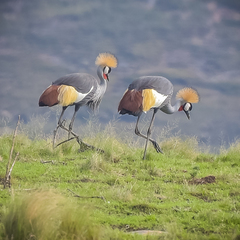 Balearica regulorum regulorum