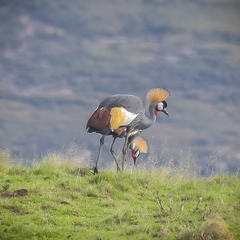 Balearica regulorum regulorum