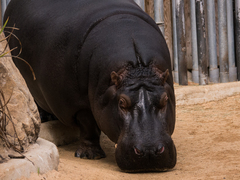 Hippopotamus
