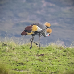Balearica regulorum regulorum