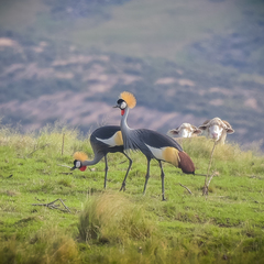 Balearica regulorum regulorum