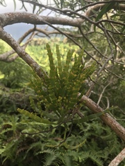 Korthalsella complanata