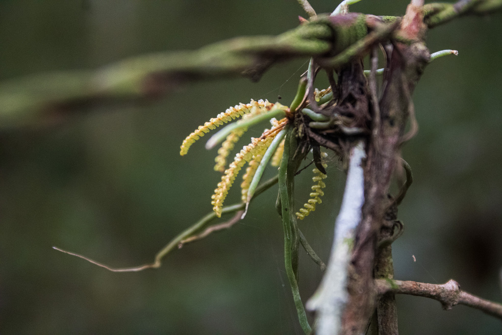 Campylocentrum grisebachii