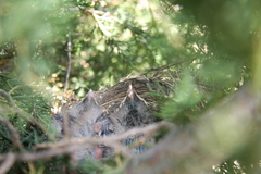 Dumetella carolinensis