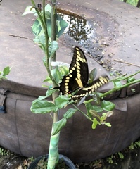 Heraclides cresphontes