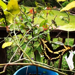 Heraclides cresphontes