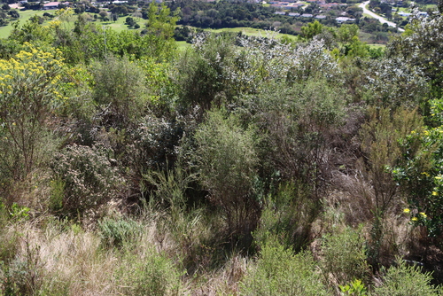 Image of Passerina falcifolia by (c) Tony Rebelo, some rights reserved (CC BY-SA)