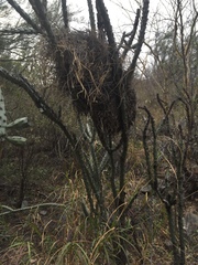 Campylorhynchus brunneicapillus