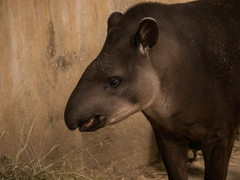 Tapirus