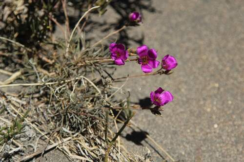 Montiopsis umbellata, photograph 6