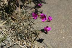 Montiopsis umbellata, photograph (c) Cesar Ormazabal, some rights reserved (CC BY)