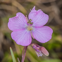Heliophila rigidiuscula