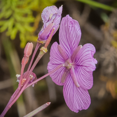 Heliophila rigidiuscula
