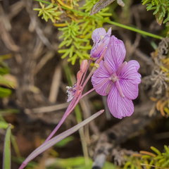 Heliophila rigidiuscula