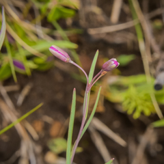 Heliophila rigidiuscula