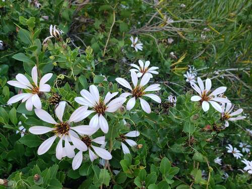 Mutisia ilicifolia, photograph 5