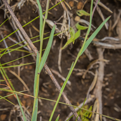 Heliophila rigidiuscula