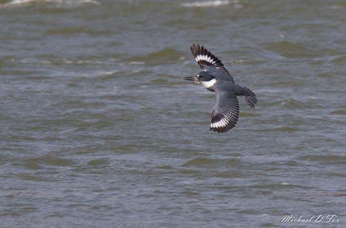 Belted Kingfisher photographed in Texas