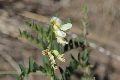 Image of Vicia nigricans by (c) Cesar Ormazabal, some rights reserved (CC BY)