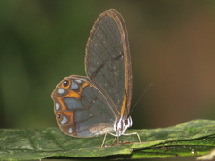 Pseudohaetera hypaesia